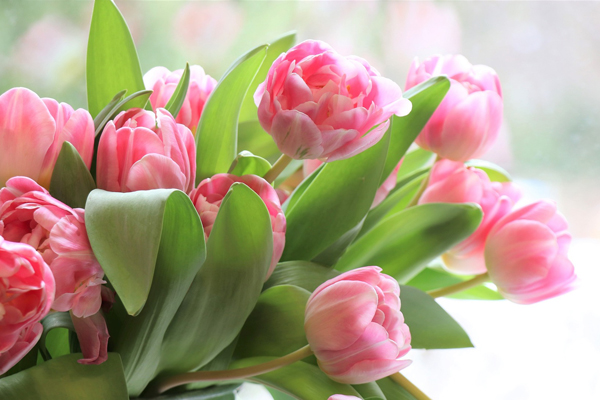 Blumen - Gratulation