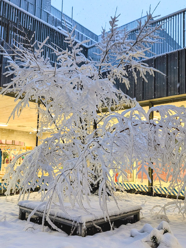 Die Schule im Winter III