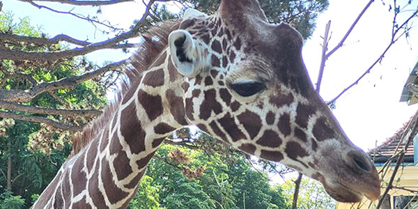 Giraffe