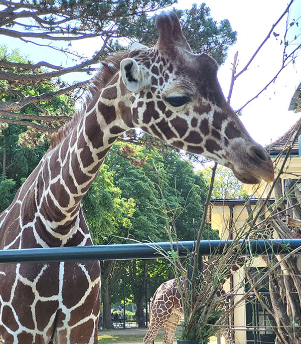 Giraffe