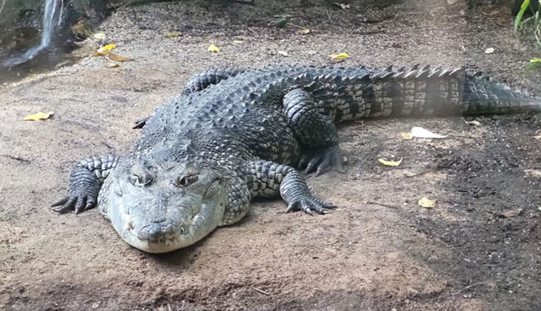 Krokodil